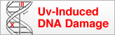 DNA Damage DNA Damage