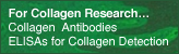 collagen collagen