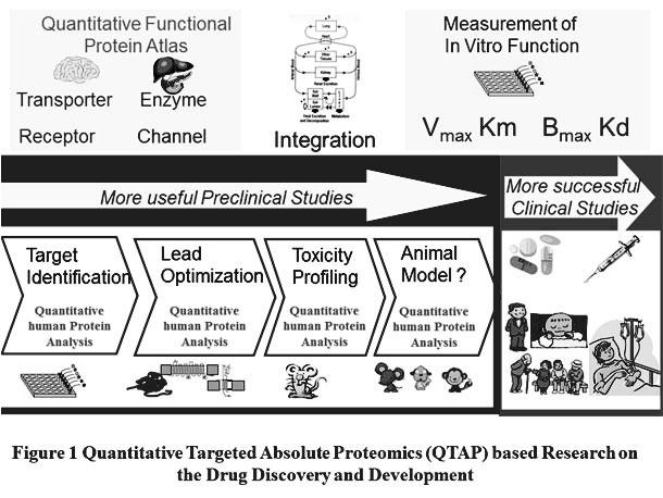 Quantitative Targeted Absolute Proteomics (QTAP) based Research on the Drug Discovery and Development