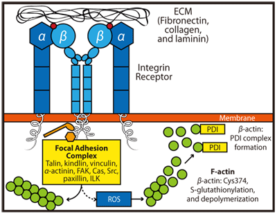 インテグリン受容体とECMの相互作用