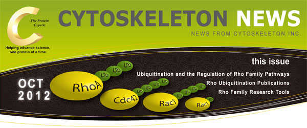 Rhoファミリーパスウェイのユビキチン化と制御 CYTOSKELETON NEWS 2012年10月号 Rhoファミリーパスウェイのユビキチン化と制御