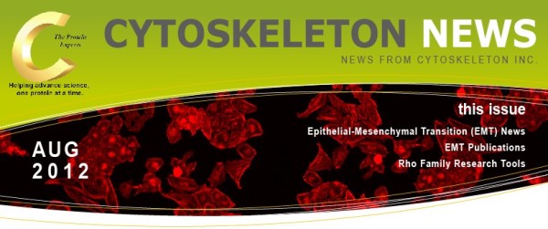 CYTOSKELETON NEWS 2012年8月号 上皮間葉転換（EMT）とRhoファミリー低分子量G-タンパク質の関与