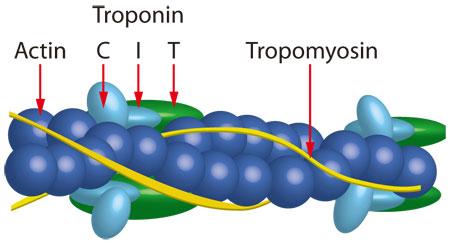 CYTN11-12_1.jpg