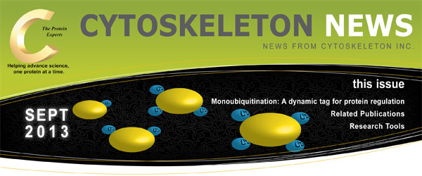 CYTOSKELETON NEWS 2013年9月号 モノユビキチン化：タンパク質調節のダイナミックなタグ