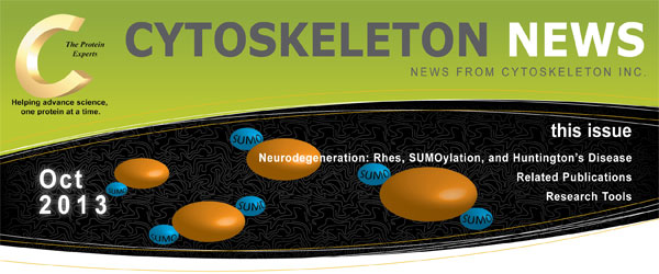 神経変性:Rhes、SUMO化、ハンチントン病 CYTOSKELETON NEWS 2013年10月号 神経変性:Rhes、SUMO化、ハンチントン病