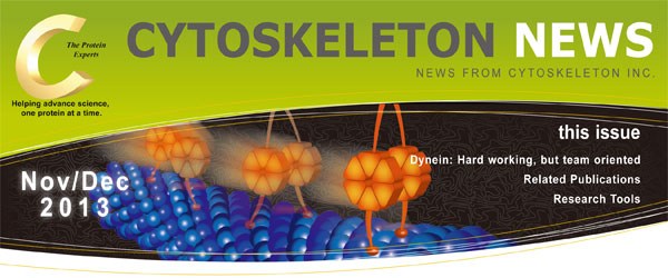 CYTOSKELETON NEWS 2013年11月12月号 ダイニン：チームとして強力に作用するモータータンパク質