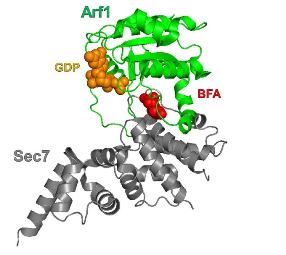 GDPとBFAを結合したArf1-Sec7複合体の構造（PDB ID: 1REO）ref. 16.を改変