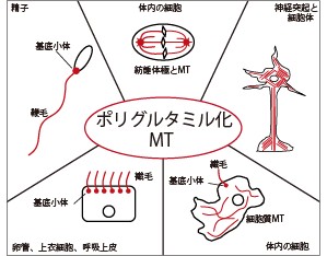 原生成物から哺乳類に至る細胞で見出されるポリグルタミル化微小管(MT)。MTは赤色で描写した。