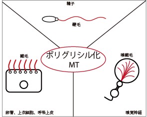 原生成物から哺乳類に至る細胞の繊毛や鞭毛で見出されるポリグリシル化微小管(MT)。MTは赤色で描写した。