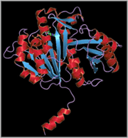 FtsZタンパク質の結晶構造