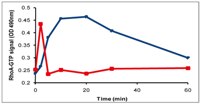 CN01とLPAによるSwiss 3T3細胞Rhoタンパク活性の時間経過による推移