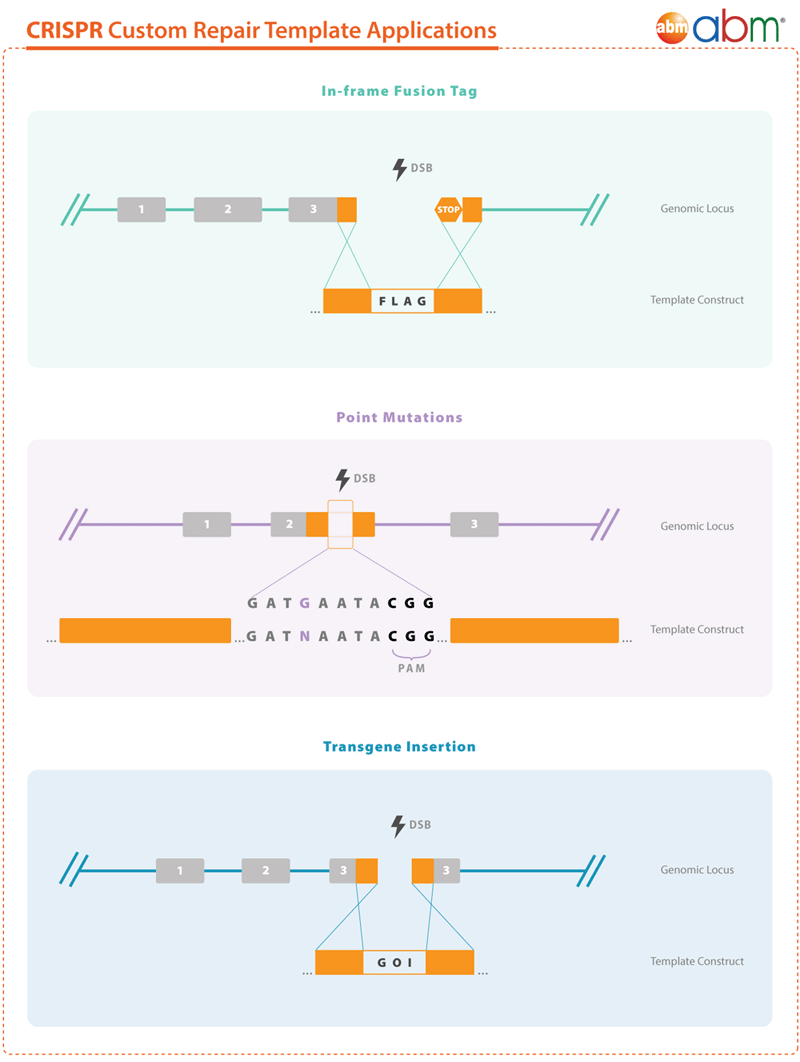 Crispr ノックイン用 Hdr テンプレート作製受託サービス Ssdna オリゴと Dsdna ドナープラスミドをカスタム作製 コスモ バイオ株式会社 Crispr Repair Template