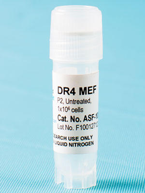 DR4 MEF Feeder Cells