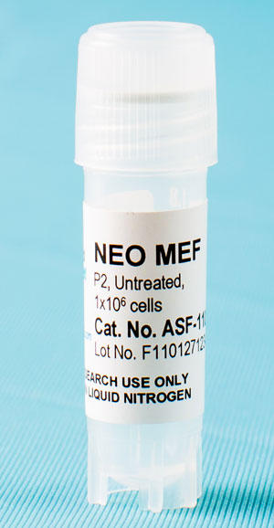 Neo-resistant MEF Feeder Cells 