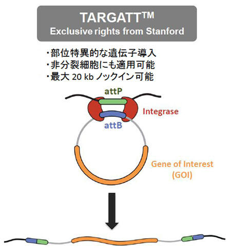 TARGATT™ 部位特異的ノックインマウス作製受託サービス