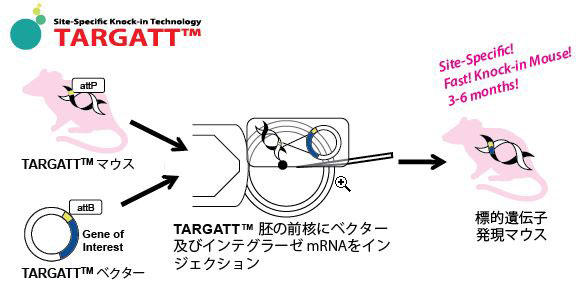 ASC_targatt_knock_in_mice_service_2.jpg