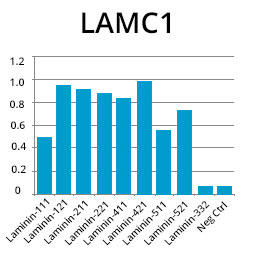 ELISA法による抗LAMC1抗体の解析