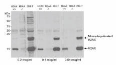 qgE}EX Histone H2AX EFX^ubg