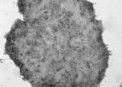 CryoStem 幹細胞凍結保存液
