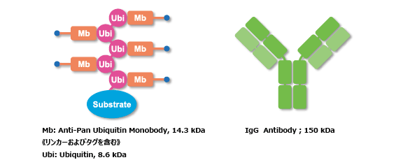 ͎}FAnti-Pan Ubiquitin Monobody (Biotin)