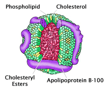 LDLiLow density lipoprotein/ d|^pNj̍\