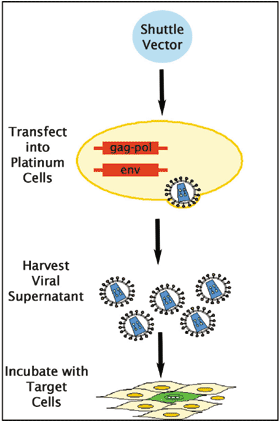 Platinum Retroviral Expression System pgECXY