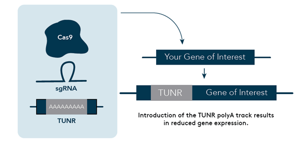 TUNR Gene Expresion system