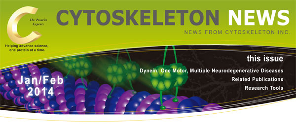 ダイニン: 一つのモーターが関わる複数の神経変性疾患 CYTOSKELETON NEWS 2014年1月/2月号 ダイニン: 一つのモーターが関わる複数の神経変性疾患