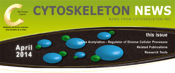 CYTOSKELETON NEWS 2014年4月号 リジンのアセチル化 - 多様な細胞プロセスの制御因子