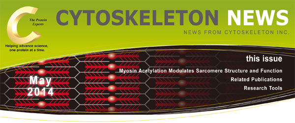 CYTOSKELETON NEWS 2014年5月号 ミオシンのアセチル化はサルコメアの構造と機能を調節する