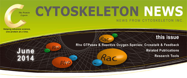 CYTOSKELETON NEWS 2014年6月号 Rho GTPase と活性酸素種： クロストークとフィードバック