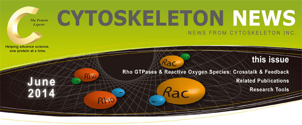 CYTOSKELETON NEWS 2014N6 Rho GTPase Ɗ_fF NXg[NƃtB[hobN