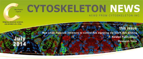 Sos/K-Ras 結合を介して Ras シグナル伝達を制御する新しい低分子阻害剤 CYTOSKELETON NEWS 2014年7月号 Sos/K-Ras 結合を介して Ras シグナル伝達を制御する新しい低分子阻害剤