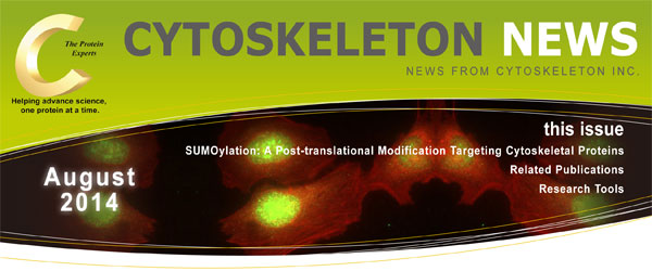 CYTOSKELETON NEWS 2014年8月号 SUMO化： 細胞骨格タンパク質を標的とした翻訳後修飾
