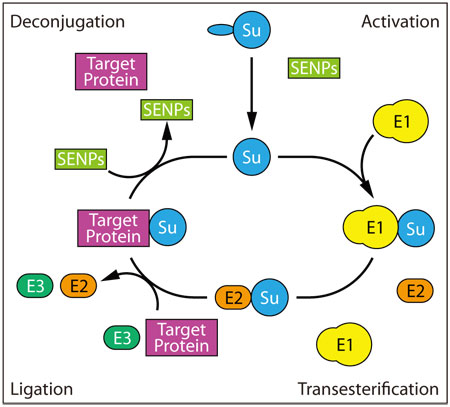 CYTN201408_2.jpg