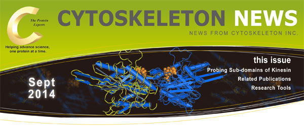 キネシンサブドメインの探索 CYTOSKELETON NEWS 2014年9月号 キネシンサブドメインの探索