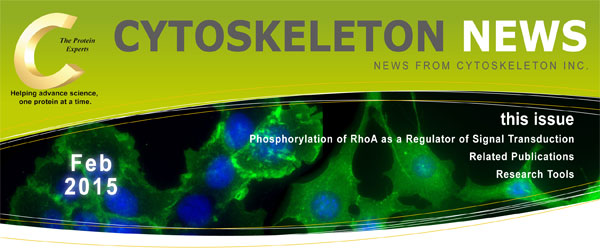 RhoA のリン酸化はシグナル伝達を調節する CYTOSKELETON NEWS 2015年1月/2月号 RhoA のリン酸化はシグナル伝達を調節する