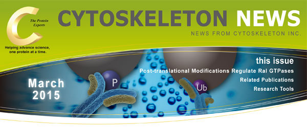 CYTOSKELETON NEWS 2015年3月号 Ral GTPase を調節する翻訳後修飾