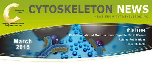CYTOSKELETON NEWS 2015N3 Ral GTPase 𒲐߂|C