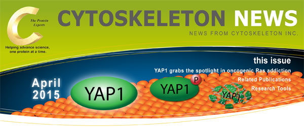 CYTOSKELETON NEWS 2015年4月号 Ras 依存性の癌で注目される YAP1