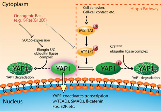 図1 YAP1 の活性化は、発癌に関わる RAS シグナル伝達経路の重要な構成要素である