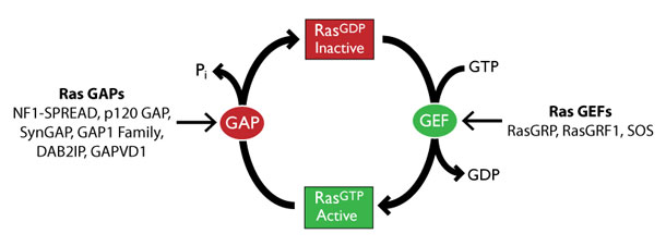 図1 Ras 活性化に関与する GAP および GEF を示した Ras GTPase サイクルの概略図