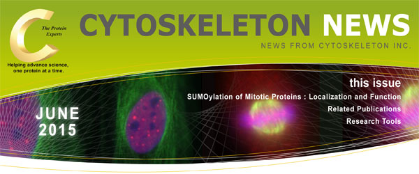 CYTOSKELETON NEWS 2015年6月号 有糸分裂に関わるタンパク質のSUMO化: 局在と機能
