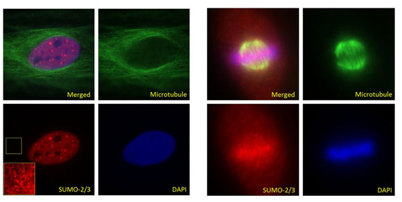 図1 間期（A： パネル左）および中期（B： パネル右）における HeLa 細胞の蛍光免疫染色