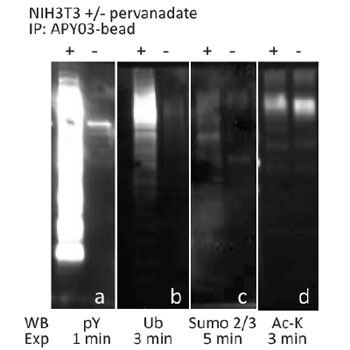 過酸化水素・過バナジン酸ナトリウムで処理／未処理の NIH3T3 細胞のライセートを、ホスホチロシン抗体（品番： APY03）-ビーズとインキュベートし、チロシンリン酸化タンパク質を濃縮した。 PTMtrue™ 抗体を用いてウェスタンブロット解析し、濃縮されたチロシンリン酸化タンパク質（pY）から、複数の翻訳後修飾を受けたタンパク質（1B-1D）を検出した。