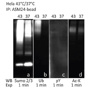  ヒートショック（43℃）処理／未処理の HeLa ライセートを PTM 濃縮ビーズ（品番： ASM24-BEADS）とインキュベートし、SUMO-2/3 標的タンパク質を濃縮した。PTMtrue™ 抗体を用いたウェスタンブロット解析により、SUMO-2/3 濃縮プールから、複数のPTMを受けたタンパク質（2B-2D）を検出した。