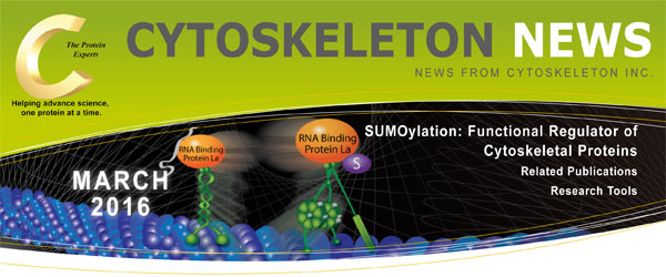 CYTOSKELETON NEWS 2016年3月号 SUMO化： 細胞骨格タンパク質の機能を調節するレギュレーター