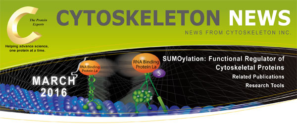 CYTOSKELETON NEWS 2016N3 SUMOF זEi^pN̋@\𒲐߂郌M[^[