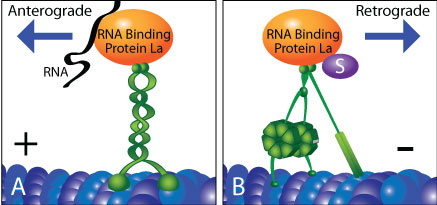 図1 RNA結合性タンパク質 La による物質輸送の双方向の調節