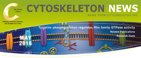 CYTOSKELETON NEWS 2016年5月号 チロシンリン酸化は Rhoファミリー GTPase 活性を調節する